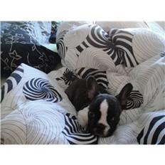 Fransk bulldog Nicki *En stjerne på himmelen*