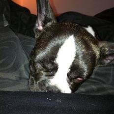 Fransk bulldog Nicki *En stjerne på himmelen*