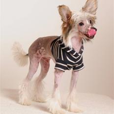 Chinese crested hårløs Monty skinhead vonGrimbak