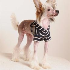 Chinese crested hårløs Monty skinhead vonGrimbak