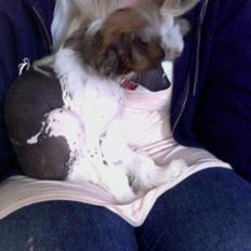 Chinese crested hårløs Monty skinhead vonGrimbak