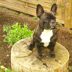 Fransk bulldog Alma
