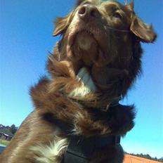 Blanding af racer Elvis