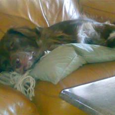 Blanding af racer Elvis