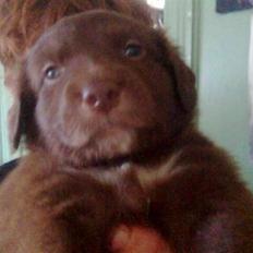 Blanding af racer Elvis