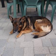 Schæferhund Sussi <3