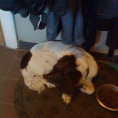 Engelsk springer spaniel Daco