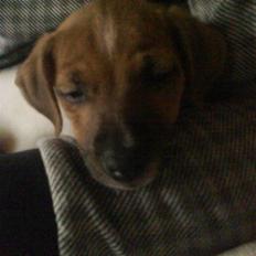 Dansk svensk gaardhund Sille