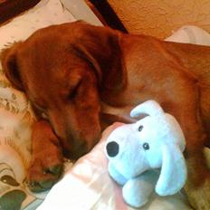 Blanding af racer pjevs