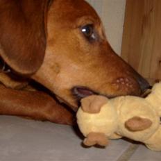 Blanding af racer pjevs