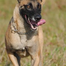 Malinois Crazy