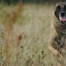 Malinois Crazy