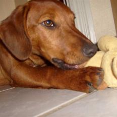 Blanding af racer pjevs