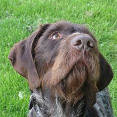 Ruhåret hønsehund paw