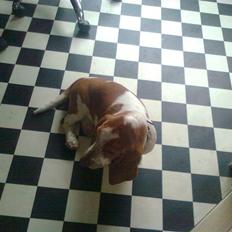 Basset hound bodil
