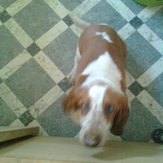 Basset hound bodil