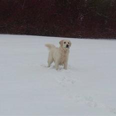 Golden retriever BASSE