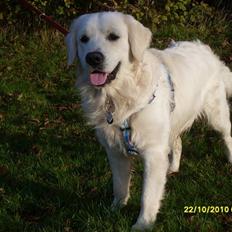 Golden retriever BASSE