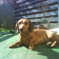 Gravhund Mie  R.I.P. <3