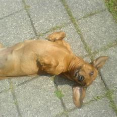 Gravhund Mie  R.I.P. <3