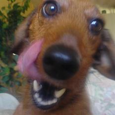 Gravhund Mie  R.I.P. <3