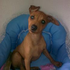 Dvaergpinscher rumledumle pot aka-hyleren