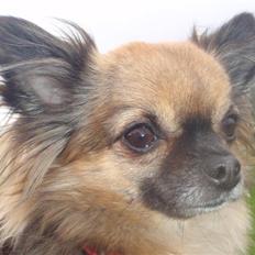 Chihuahua Martina´s Lara (Bella)