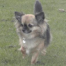 Chihuahua Martina´s Lara (Bella)