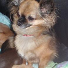 Chihuahua Martina´s Lara (Bella)