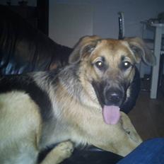 Schæferhund Lady Gaga