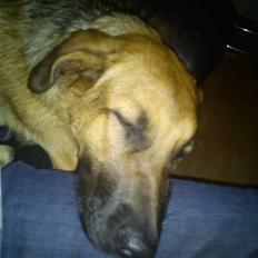 Schæferhund Lady Gaga