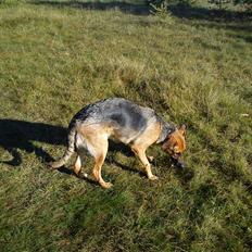 Schæferhund Lady Gaga