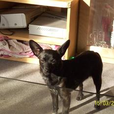 Blanding af racer Qiwi