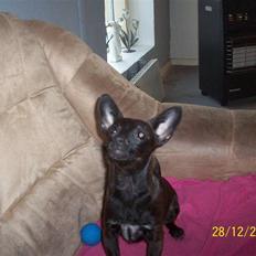 Blanding af racer Qiwi