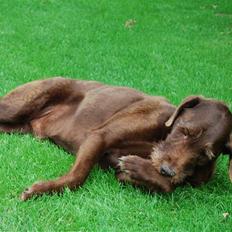 Ruhåret hønsehund Sofus ^^DØD^^ /::<3 