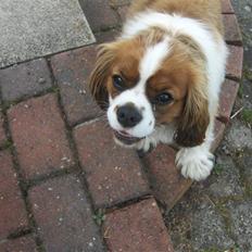Cavalier king charles spaniel Max