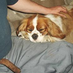 Cavalier king charles spaniel Max