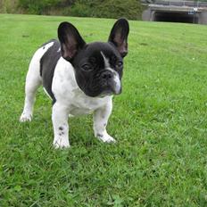 Fransk bulldog Selma