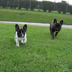 Fransk bulldog Selma