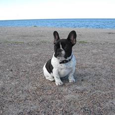 Fransk bulldog Selma