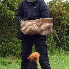 Welsh terrier Sváva's Fafner - William