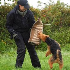 Welsh terrier Sváva's Fafner - William