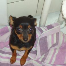 Blanding af racer Kia