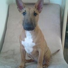 Bullterrier miniature Hazel