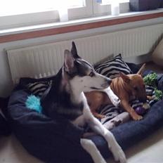 Bullterrier miniature Hazel