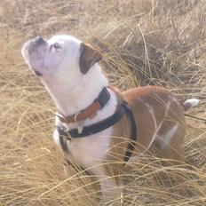 Olde english bulldogge Clinton