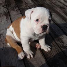 Olde english bulldogge Clinton