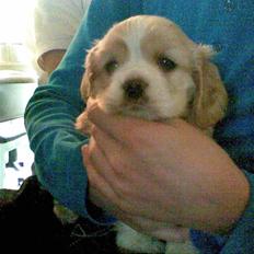 Amerikansk cocker spaniel walde