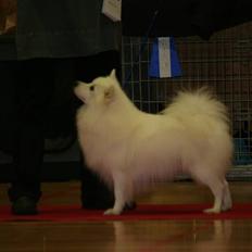 Japansk spids Wonder