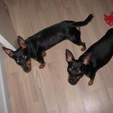 Dvaergpinscher Buster